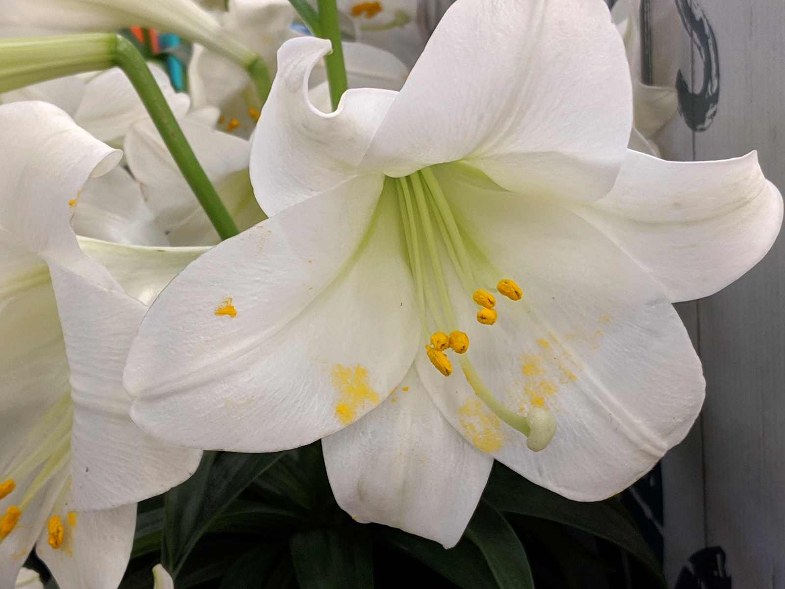 pollinating Easter lily New Hampshire Anura Guruge